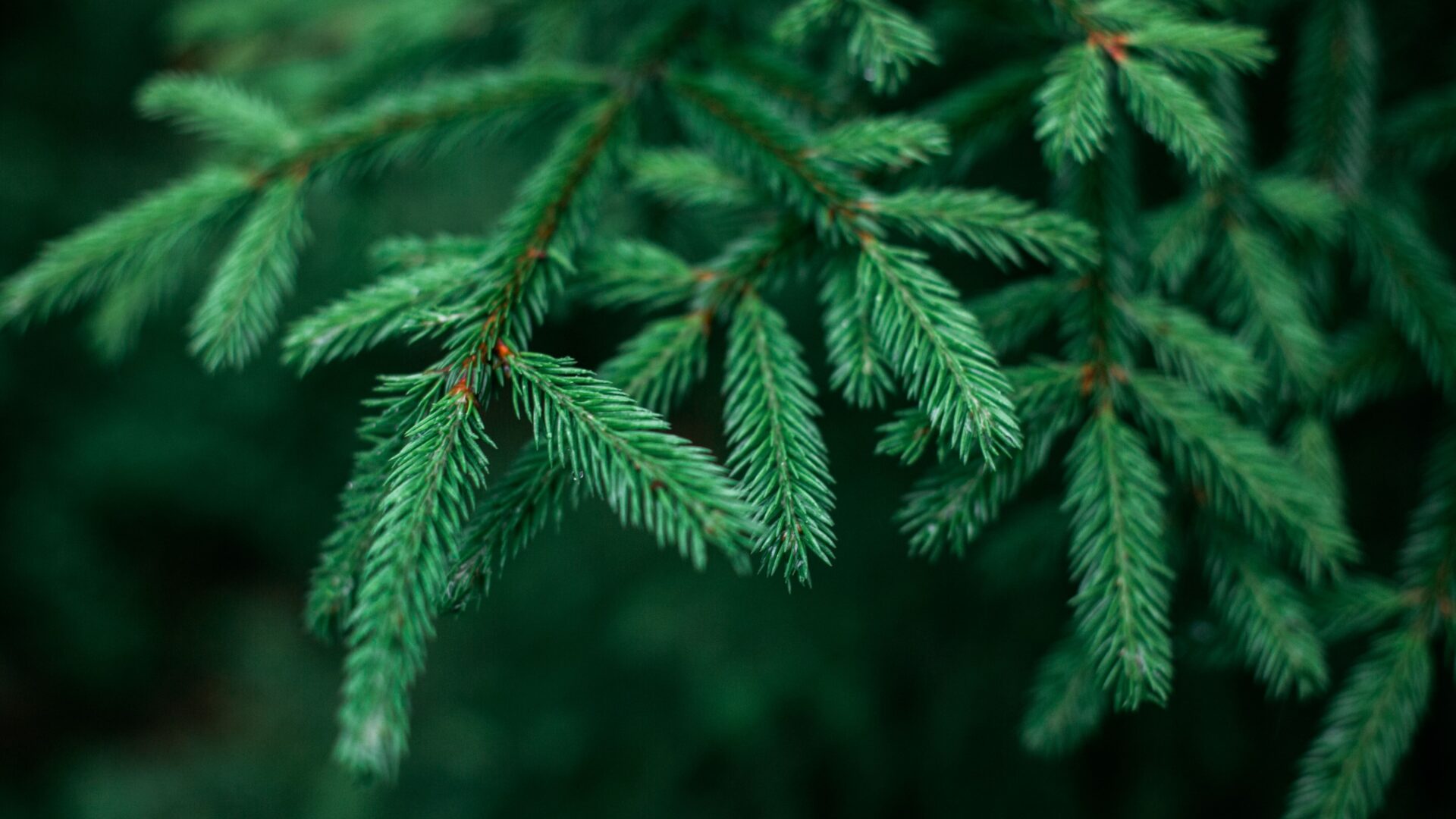 Spruce.